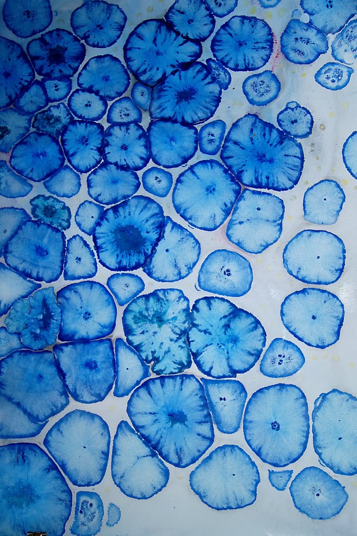 Immune Ageing: Why Resilience Starts at the Cellular Level