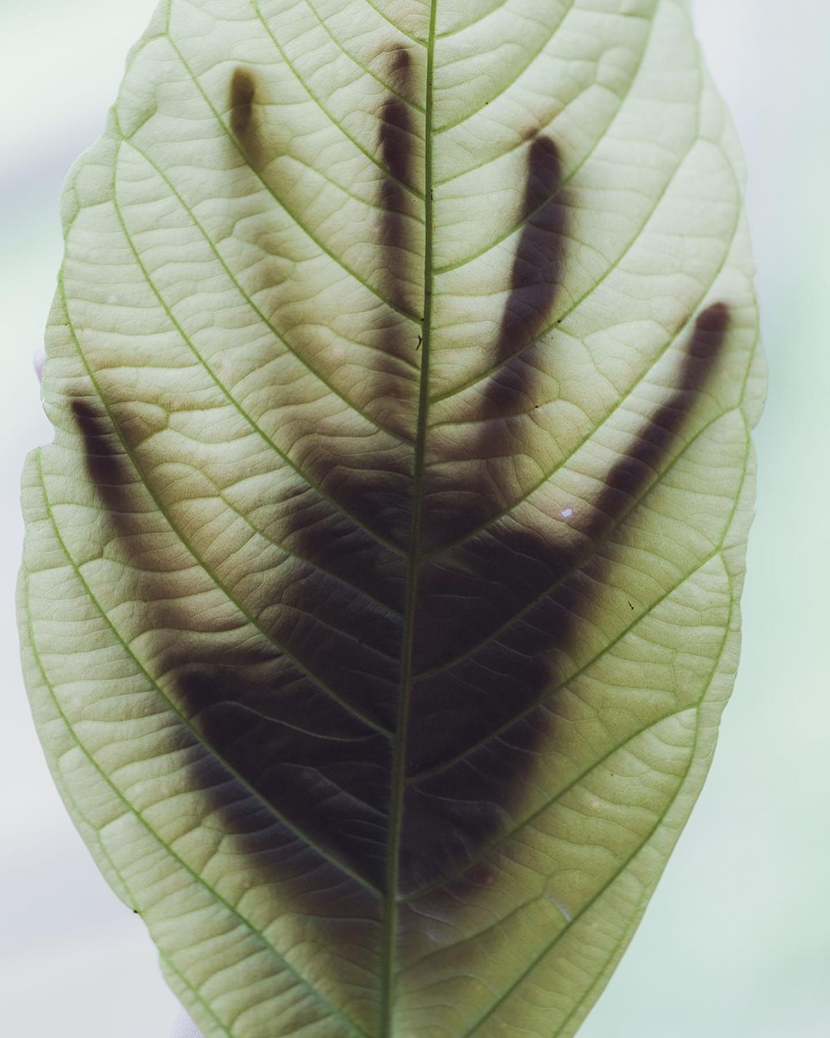 Understanding the Science of Longevity