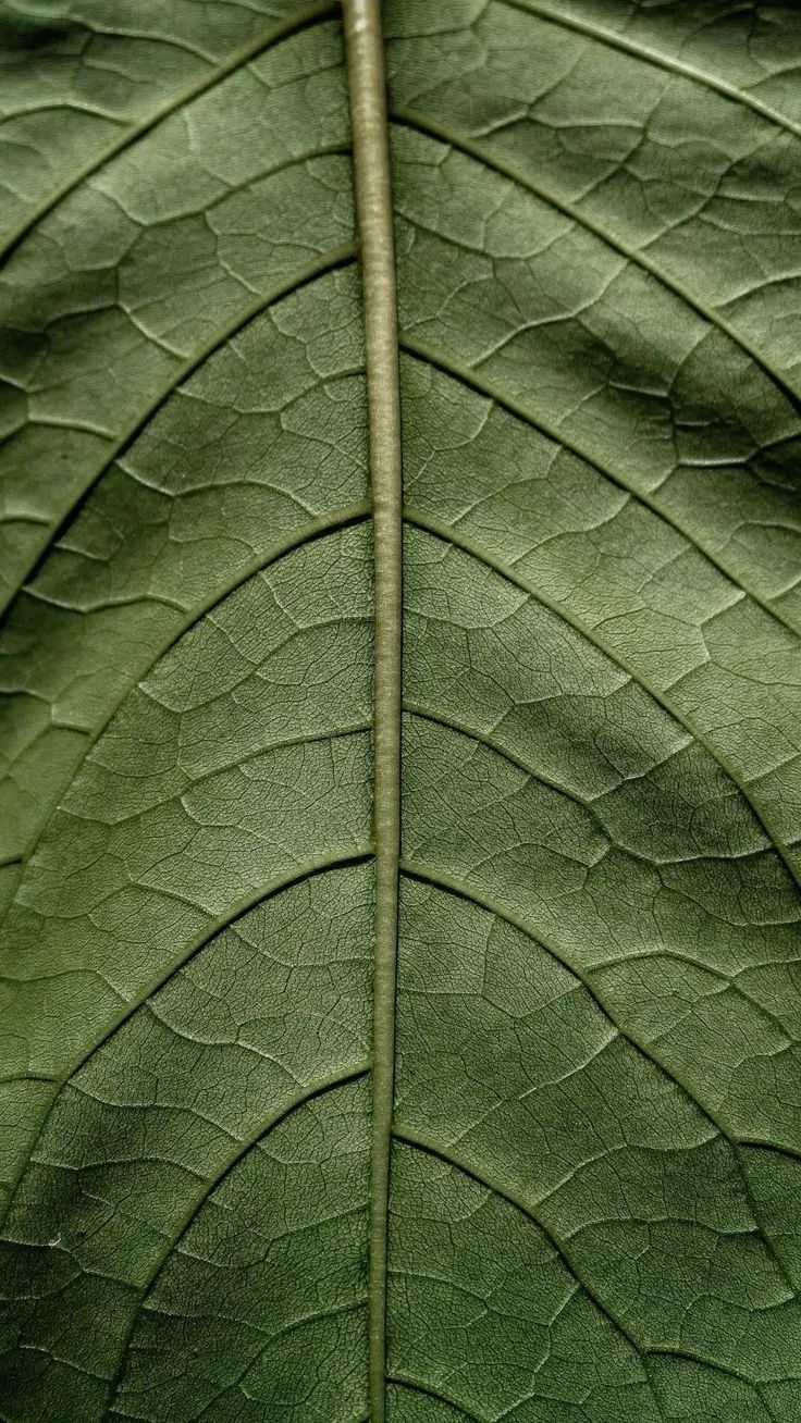 The Foundations of Longevity