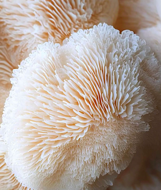 Lion's Mane: The Brain Compound That Builds The Longer You Take It