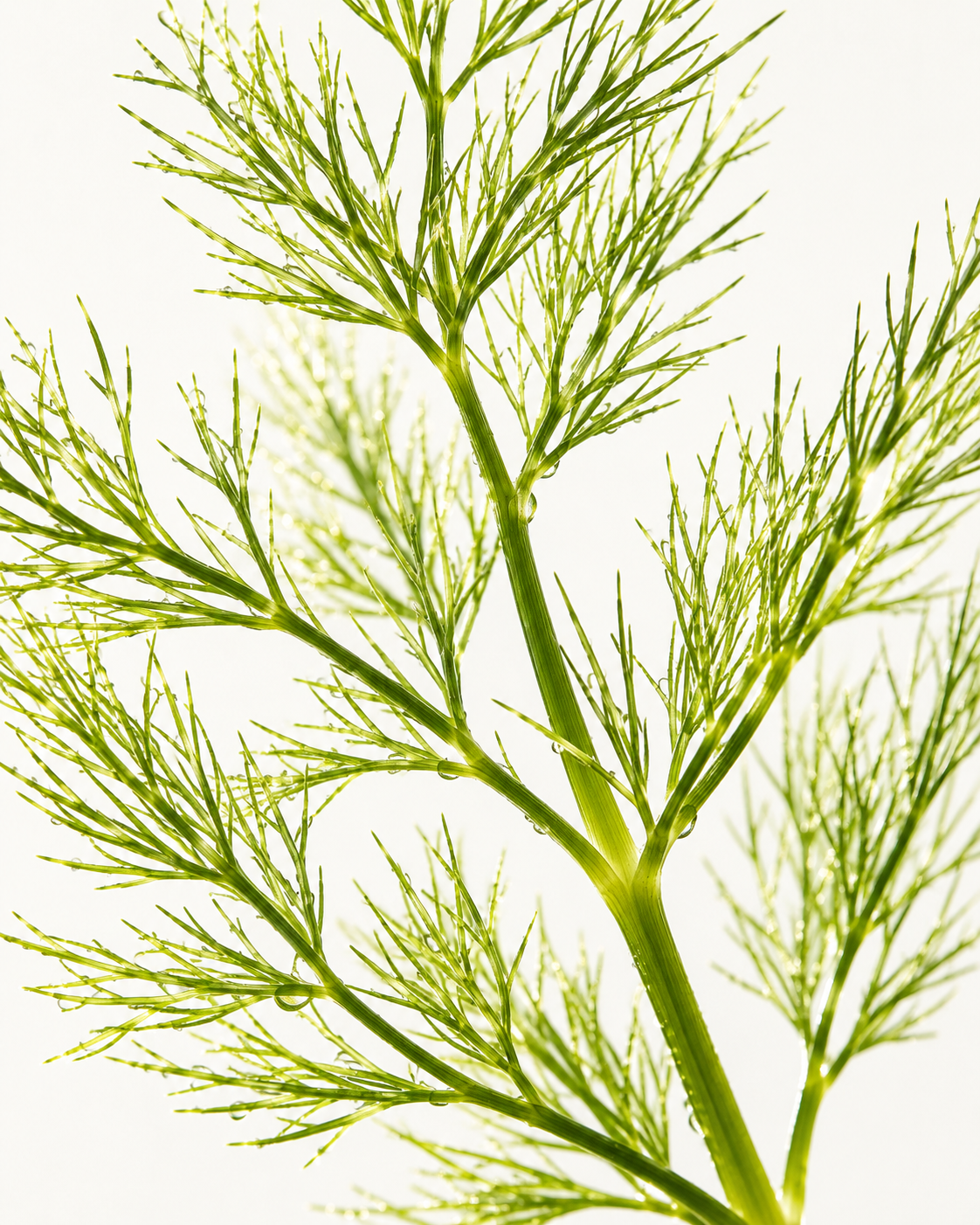 Sweet Fennel