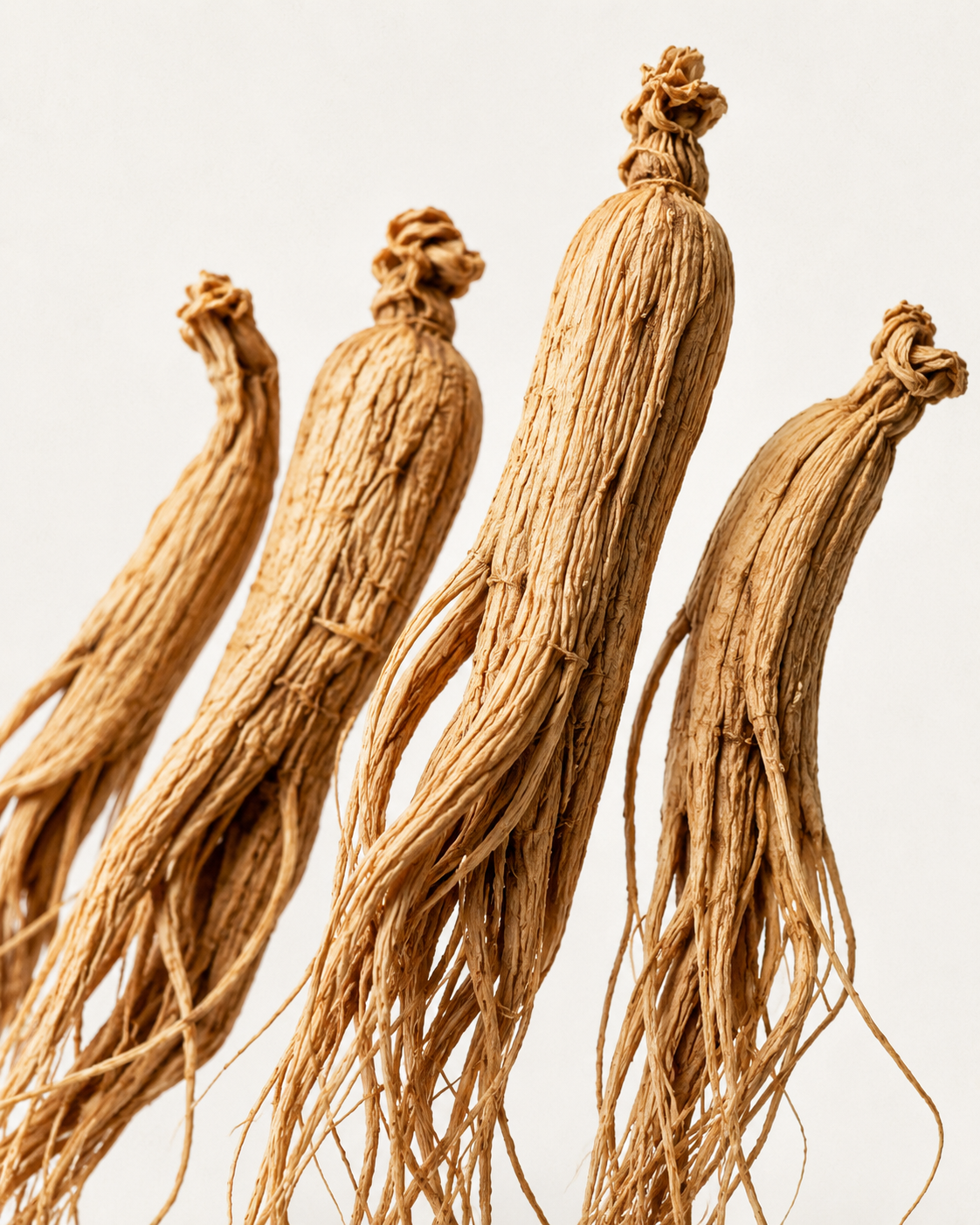 Panax Ginseng