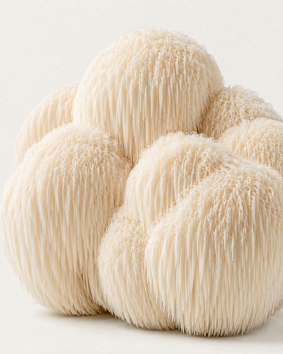 Lion's Mane