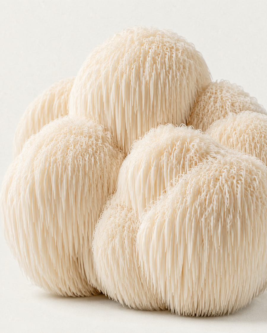 Lion's Mane