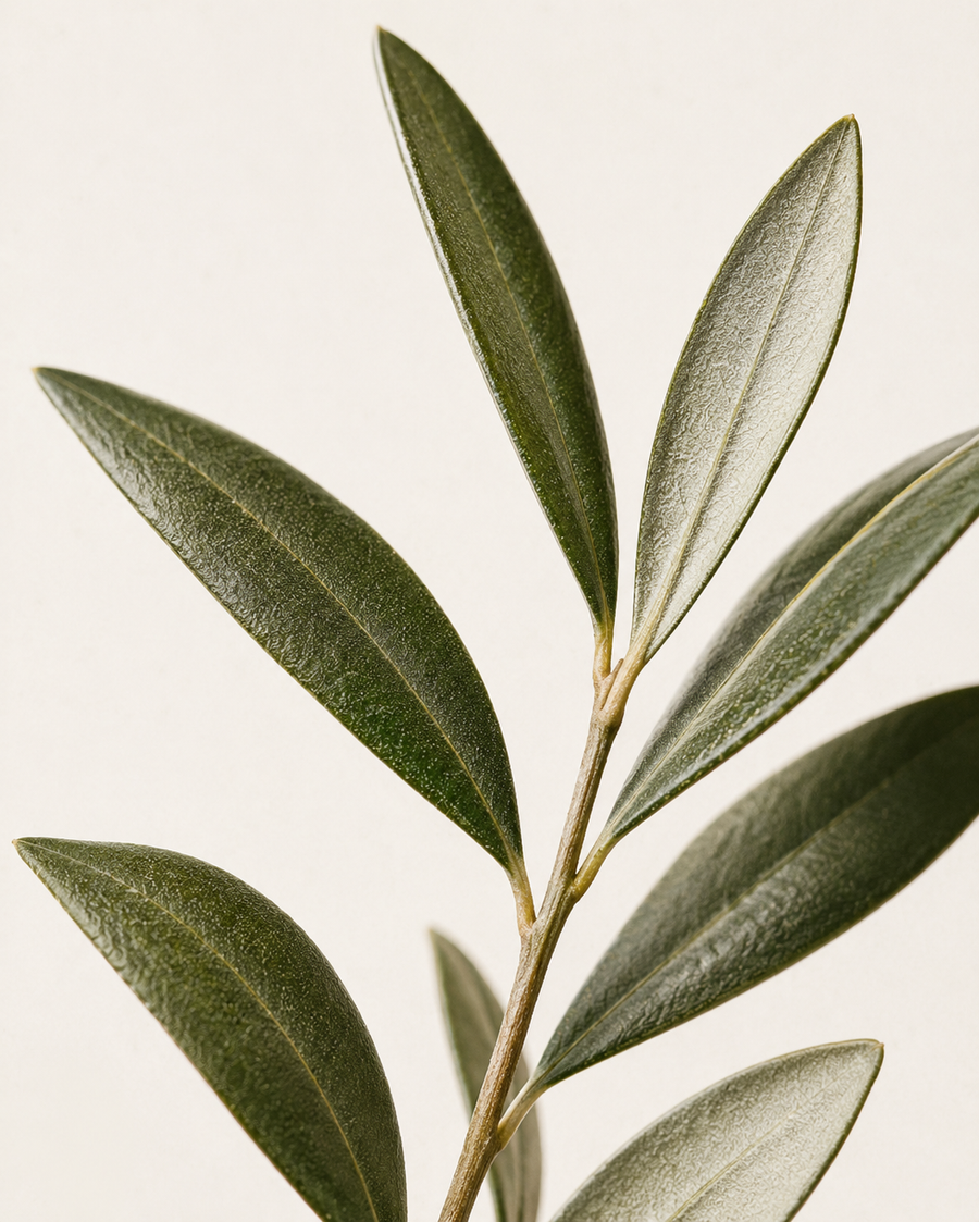 Olive Leaf Extract