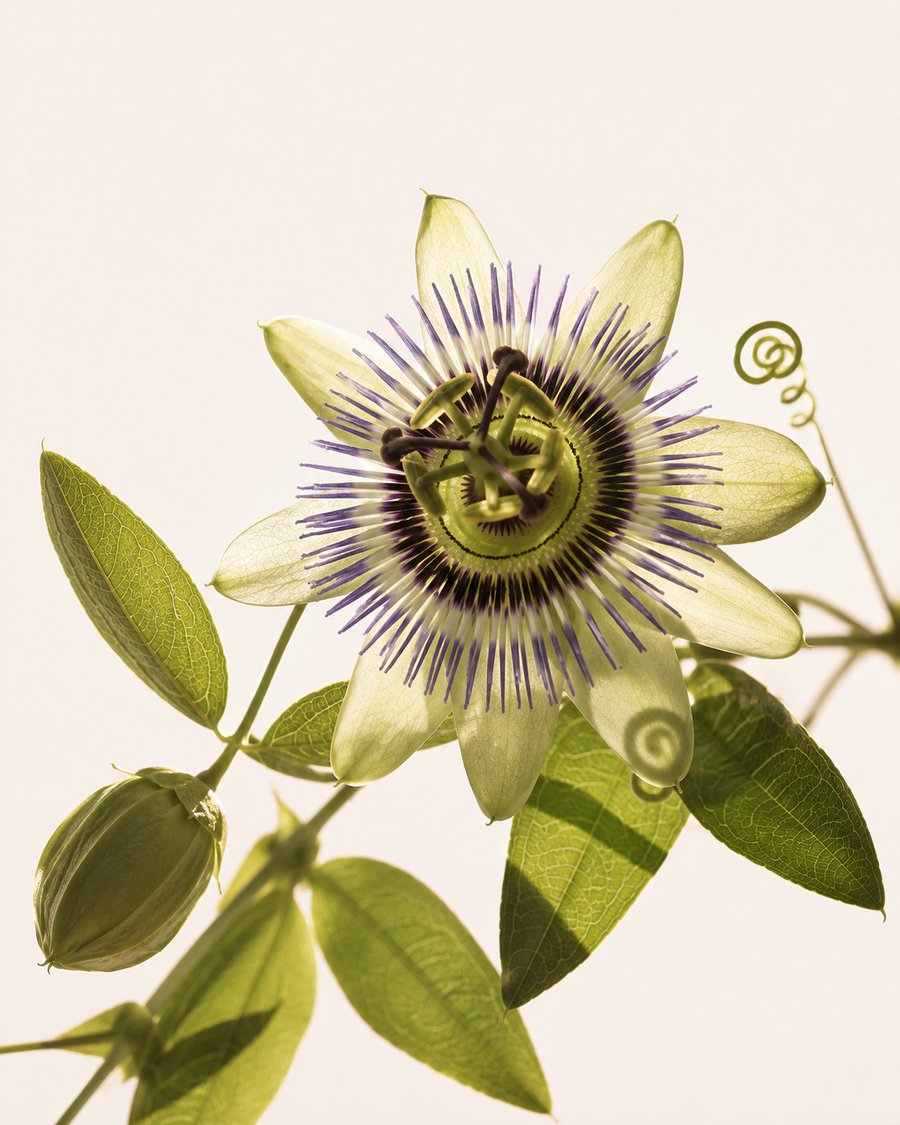 Passionflower