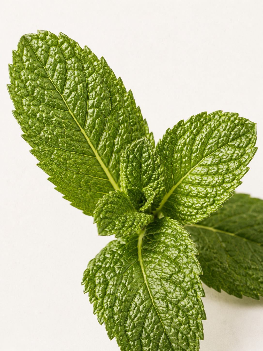 Peppermint