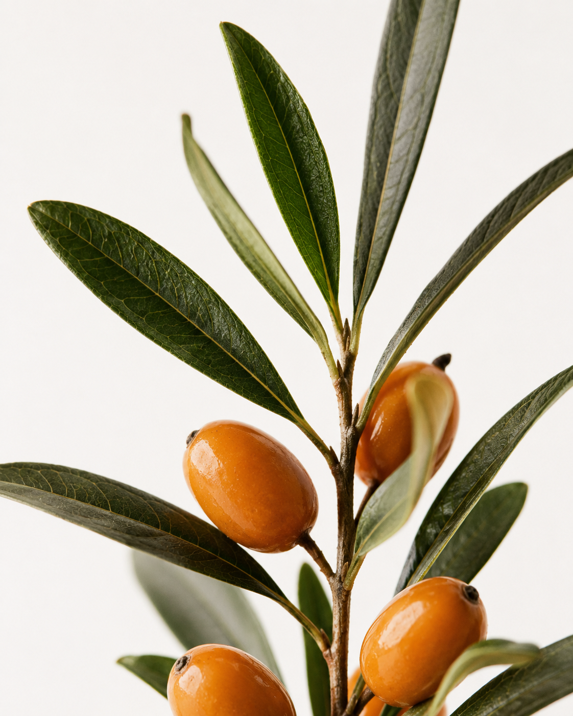 Sea Buckthorn